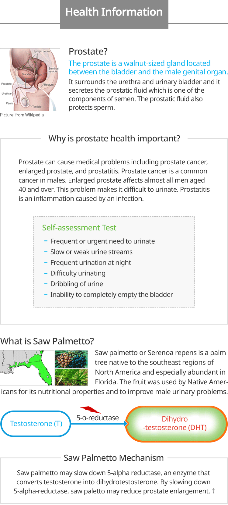 Saw Palmetto
