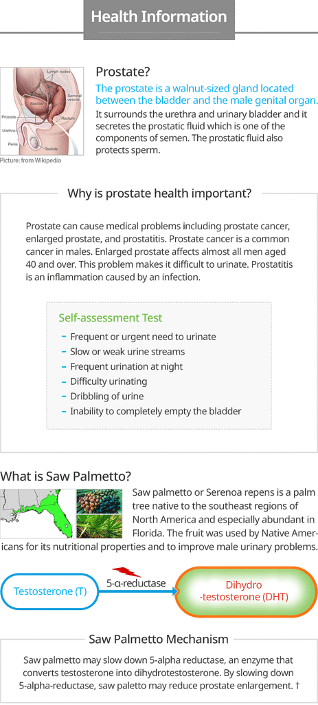 Saw Palmetto